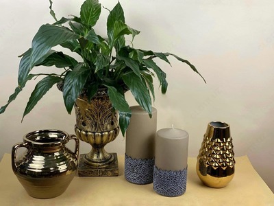 Uy gullari "spathiphyllum" - Narx so&#039;rov asosida