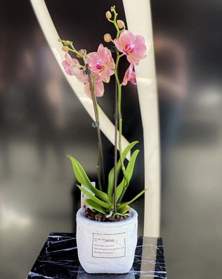 Услуги по уходу за комнатными растениями