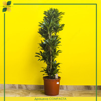 Драцена душистая / Dracaena fr. сompacta vertakt