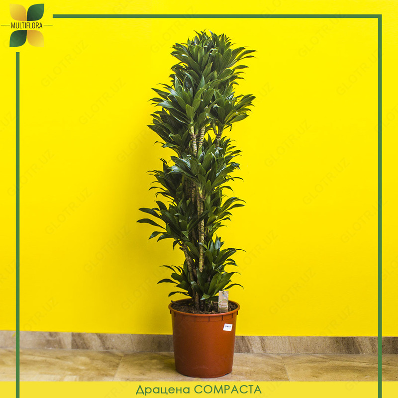 Драцена душистая / Dracaena fr. сompacta vertakt