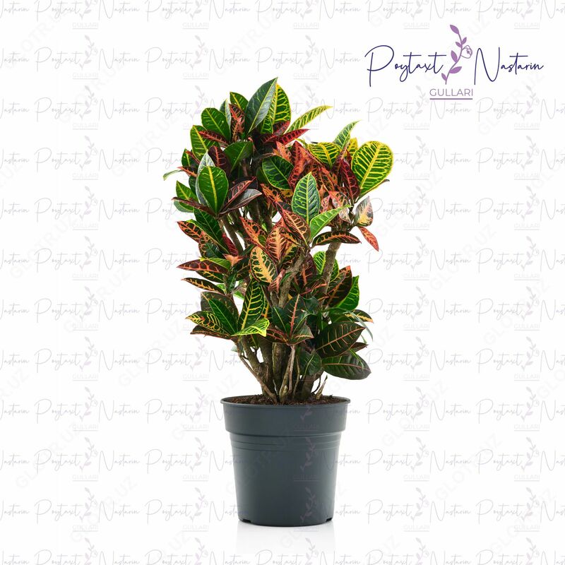 Комнатный цветок 02