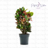  Комнатный цветок 02 - 