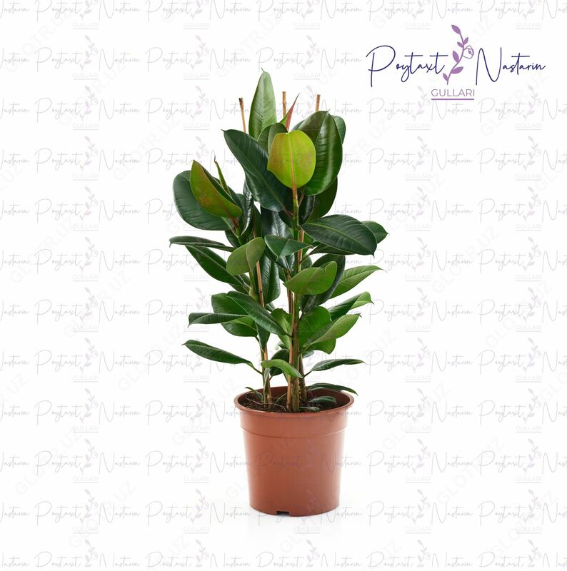  Комнатный цветок 05 - 