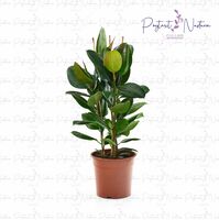  Комнатный цветок 05 - 