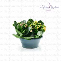 Комнатный цветок 06