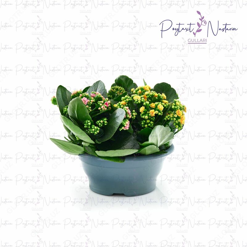 Комнатный цветок 06