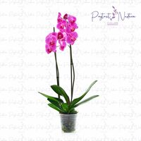  Комнатный цветок 07 - 