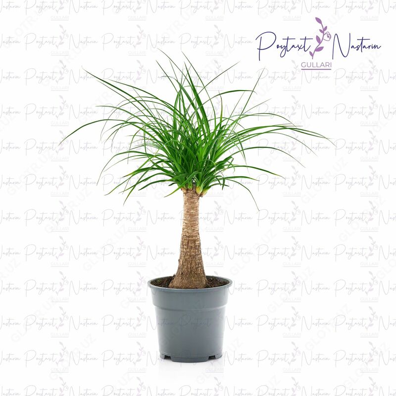  Комнатный цветок 08 - 