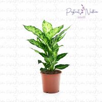 Комнатный цветок 012