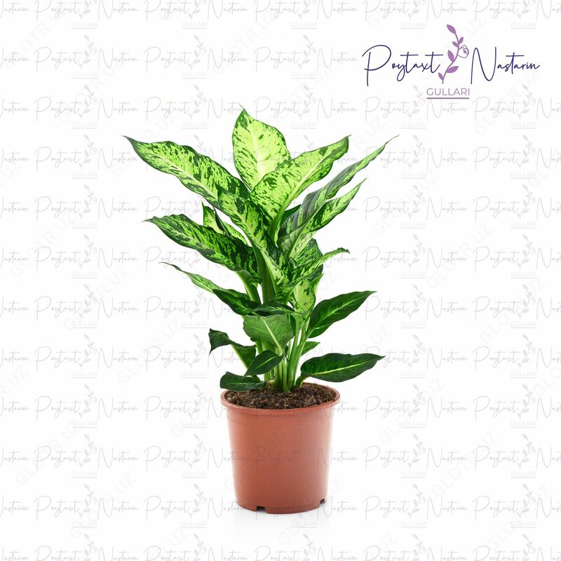 Комнатный цветок 012