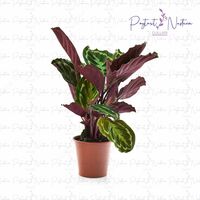 Комнатный цветок 013