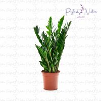 Комнатный цветок 014