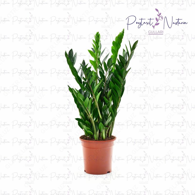 Комнатный цветок 014