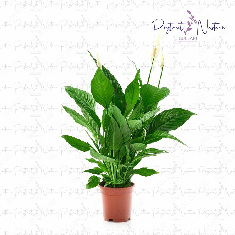 Комнатный цветок 015