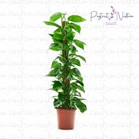  Комнатный цветок 018 - 