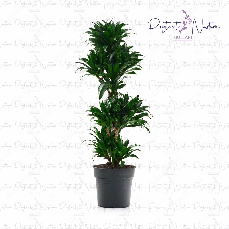 Yopiq gul 021 - по запросу