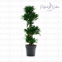 Yopiq gul 021 - по запросу