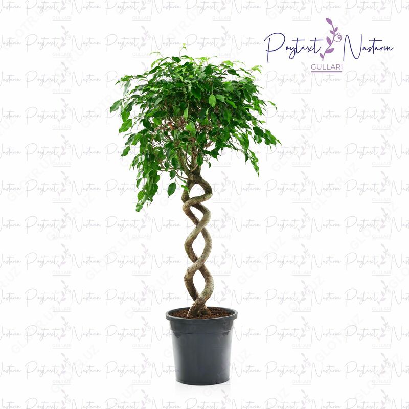  Комнатный цветок 024 - 