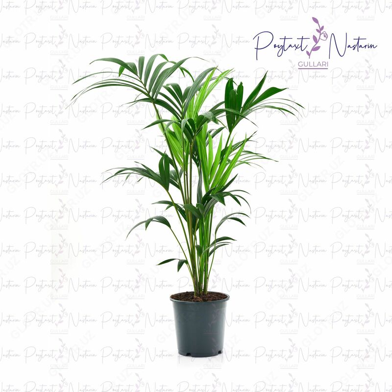 Комнатный цветок 025