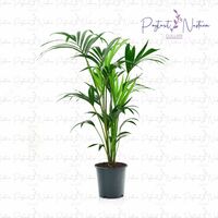  Комнатный цветок 025 - 