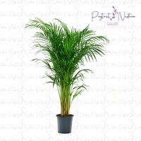 Комнатный цветок 026