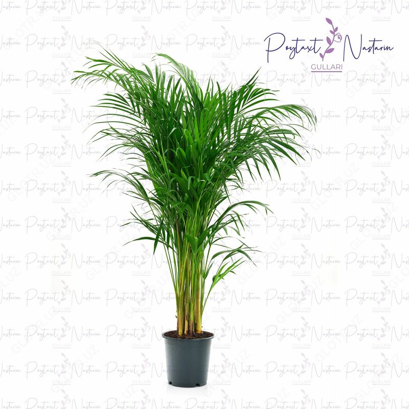  Комнатный цветок 026 - 