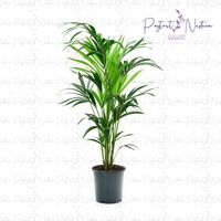  Комнатный цветок 027 - 