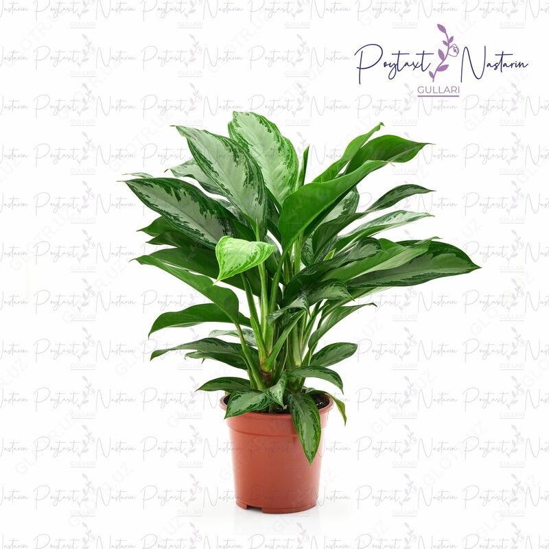 Комнатный цветок 028