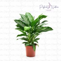 Комнатный цветок 028