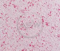 Жидкие обои (арт-12)