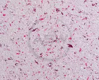 Suyuq fon rasmi Silk Decor Economy (art. S42)