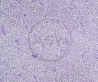 Suyuq fon rasmi Silk Decor Economy (art. S53)