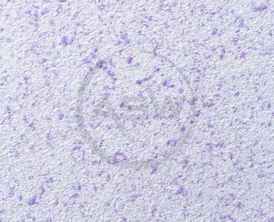 Suyuq fon rasmi Silk Decor Economy (art. S55)