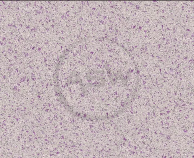 Suyuq fon rasmi Silk Decor Economy (art. S56)