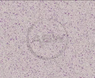 Жидкие обои Silk Decor Economy (арт. S56) - Цена по запросу