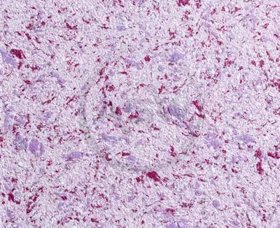 Suyuq fon rasmi Silk Decor Economy (art. S57)