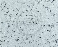 Жидкие обои Silk Decor Economy (арт. S74)