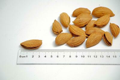 Qobiqdagi bodom (qog