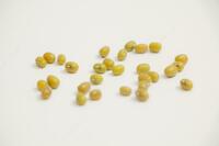 Mung loviya (3mm-3 + mm) - по запросу