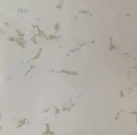 Chinni plitka (porloq) "Angran SAS" Cod 692 C