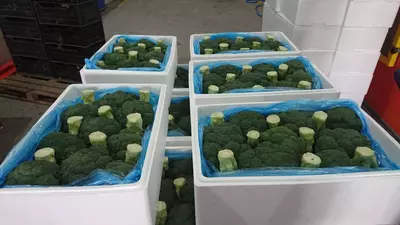 Polyfoam K-32 dan konteyner qadoqlash - 45 000 so'm / dona