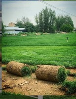 Стрижка газона