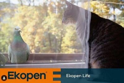 Ekopen oynalar (22-modda)