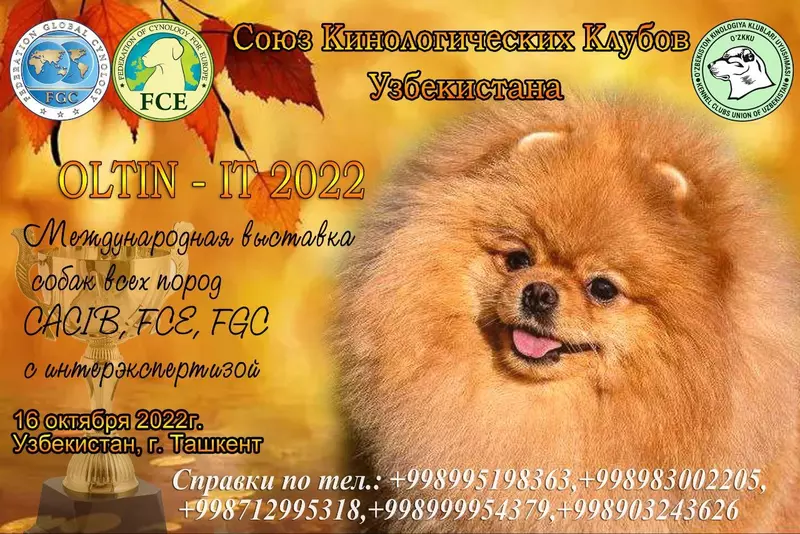 Международная выставка собак всех пород!