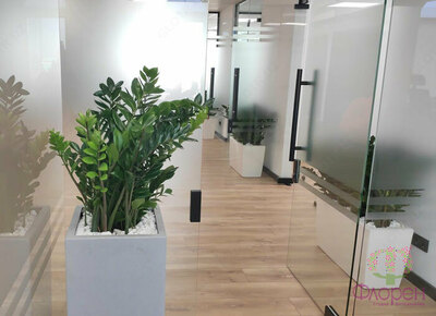 Ofis o'simliklarini parvarish qilish xizmati - Narx so&#039;rov asosida