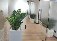 Ofis o'simliklarini parvarish qilish xizmati - по запросу