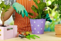 O'simlik transplantatsiyasi xizmati