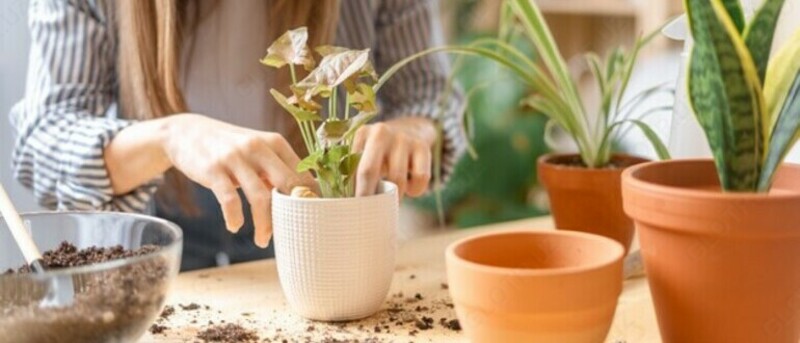 O'simlik transplantatsiyasi xizmati - по запросу