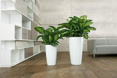 Услуга по уходу за офисными растениями