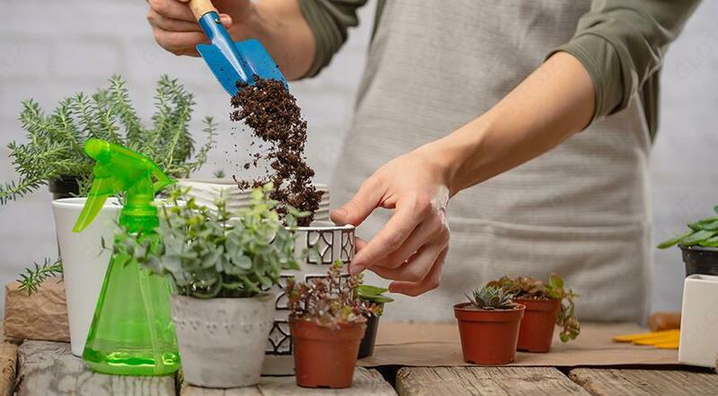 O'simlik transplantatsiyasi xizmati